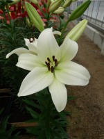 [4080 Sotara VH No02.JPG]